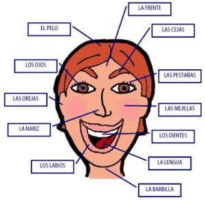 Here's an alt tag for the image: Labeled diagram of the human face.