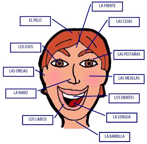 A woman 's face with the names of all its parts.